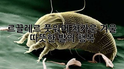르끌레르 풋워머: 차가운 겨울, 따뜻한 발의 행복